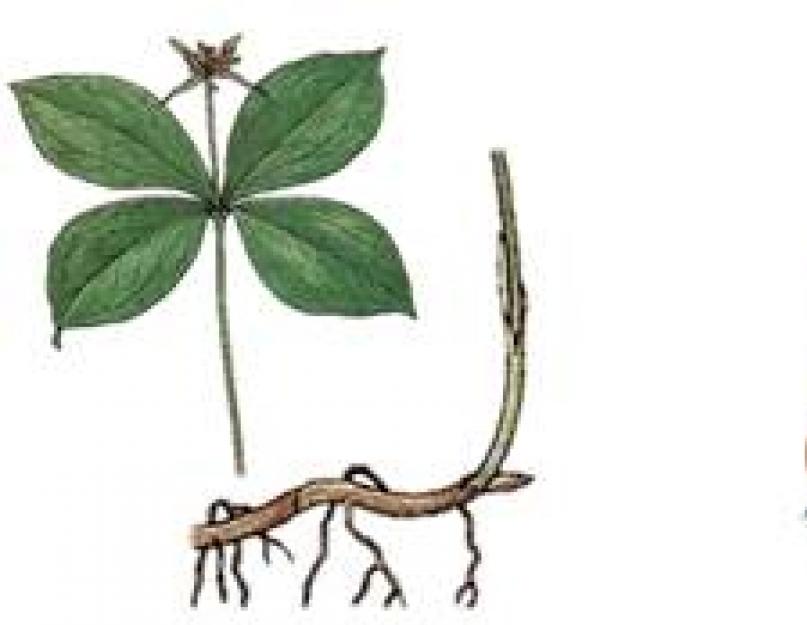 Лилейные растения примеры. Семейство лилейные (Liliaceae)