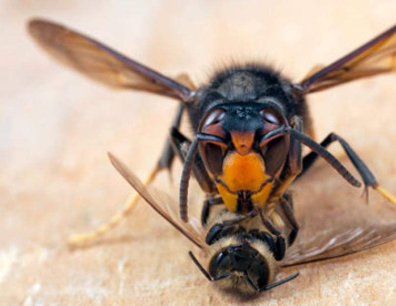  Пчелы против шершней. Нападение нескольких шершней на пчелиный улей