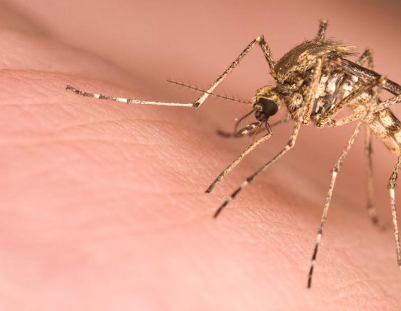Что делать если укусил комар за лицо. Что делать, если ребенка покусали комары