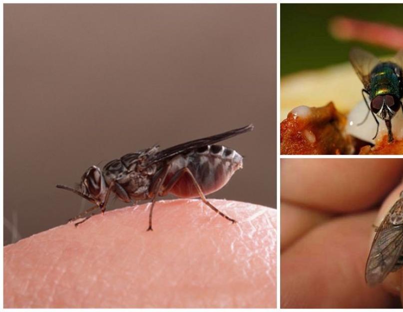 Почему мухи садятся на спящего человека. Что на самом деле происходит с вашей едой, когда на нее садится муха? Почему мухи пытаются сесть на человека