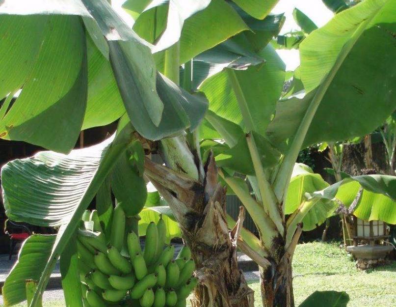 Трава Банан (Musa). Растение - великан