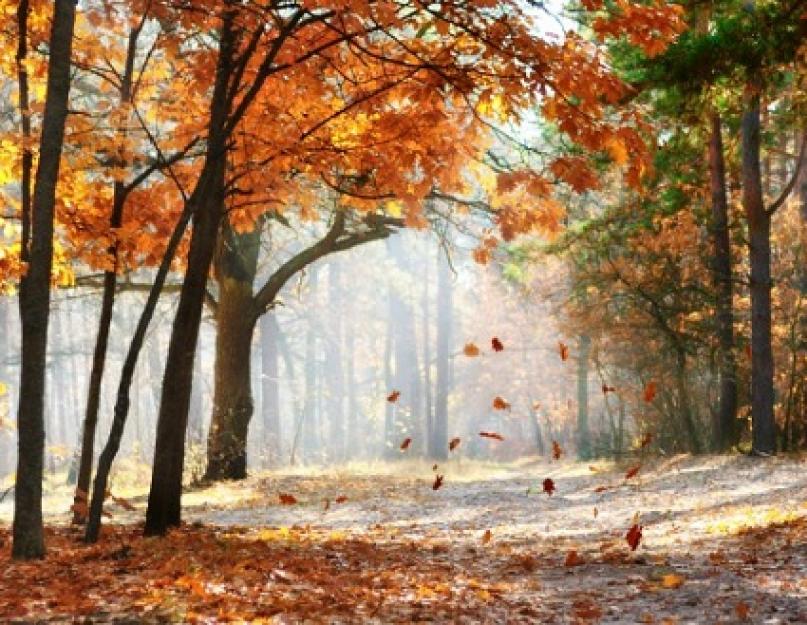 Почему осыпаются листья осенью. Исследовательская работа 