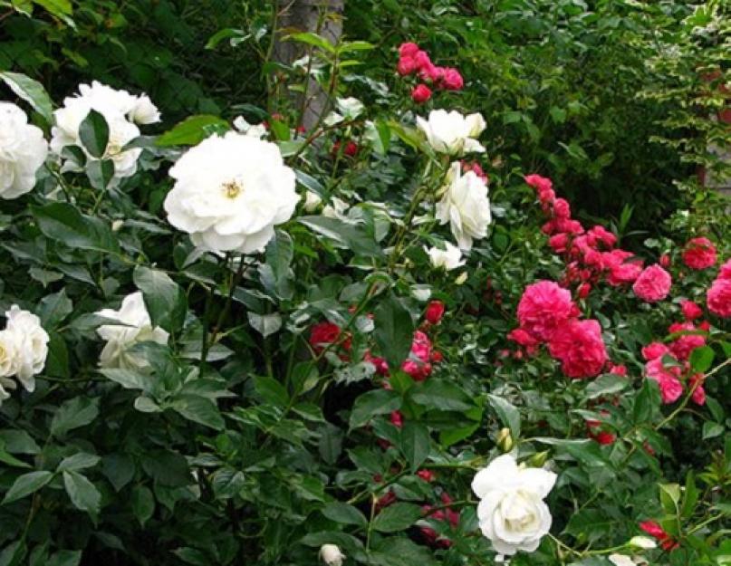 Лучшие сорта теневыносливых роз с отзывами и уходом. Посадка розы для отличного цветения Плетистая роза сколько часов должна освещаться солнцем