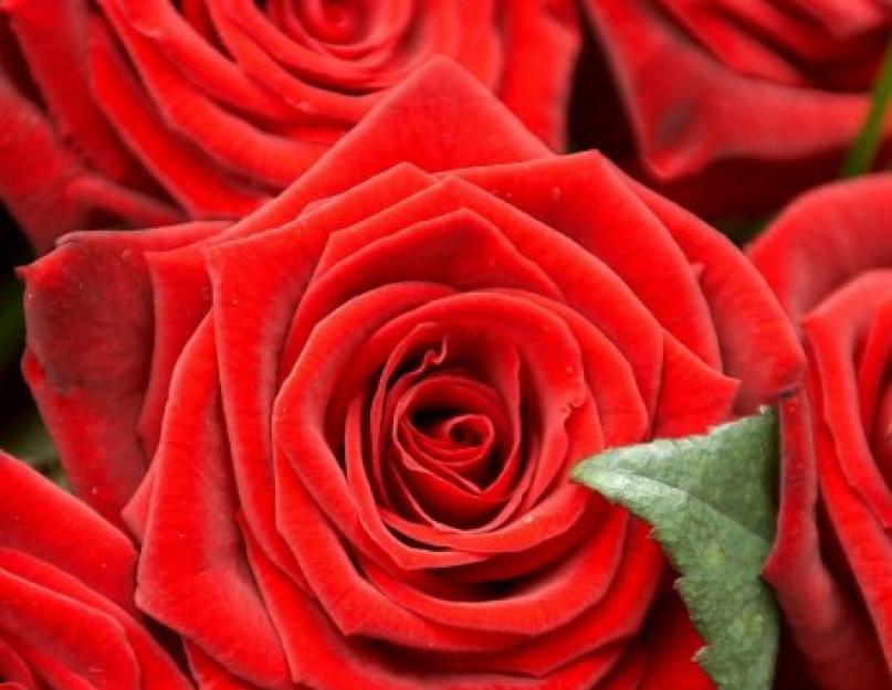 Роза характеристика растения. Цветок роза – описание с фото растения; его посадка и выращивание; полезные свойства; использование в кулинарии и для лечения; рецепты из цветов роз