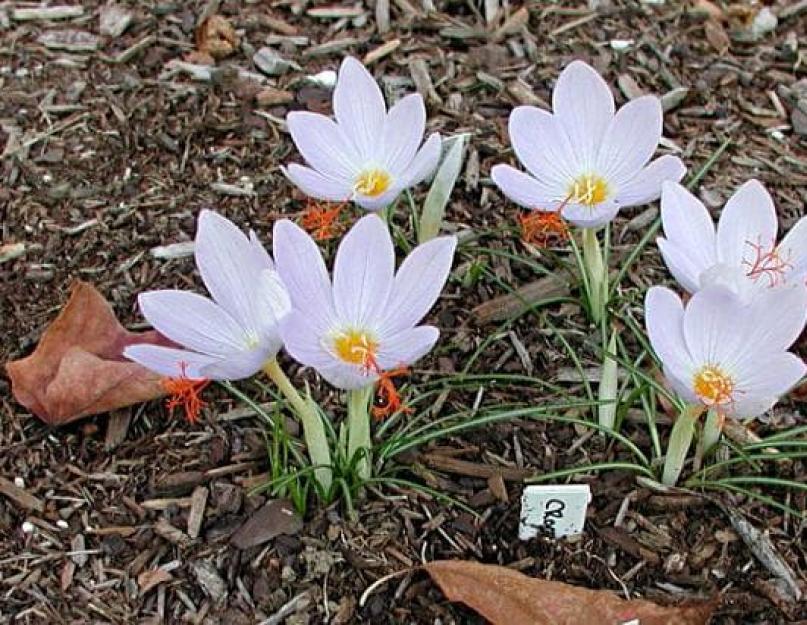 Пойманный крокус. Шафран Долинный. Crocus vallicola. Крокус сорт Шафран. Шафран алатавский.