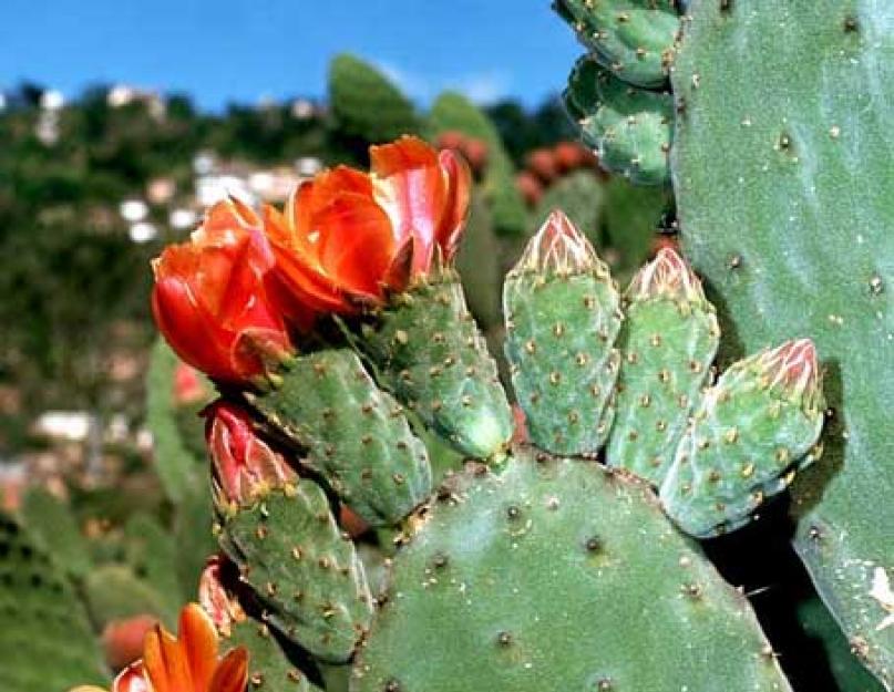 Кактусовые, или Кактусы – семейство многолетних цветковых растений порядка Гвоздичноцветные. Разделяется на четыре подсемейства