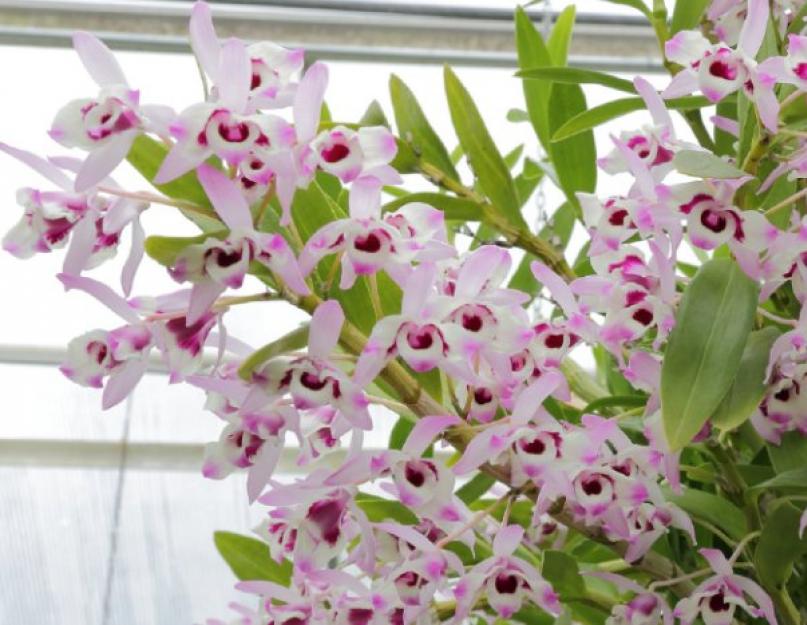 Виды и сорта орхидеи дендробиум. Орхидея дендробиум