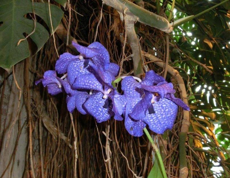 Орхидея (Orchidaceae). Описание, виды и уход за орхидеей