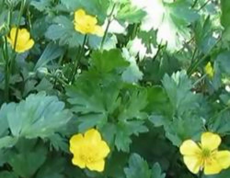 Растение лютик. Цветок ранункулюс лютик фото: выращивание и уход, посадка и размножение едкого, виды и названия