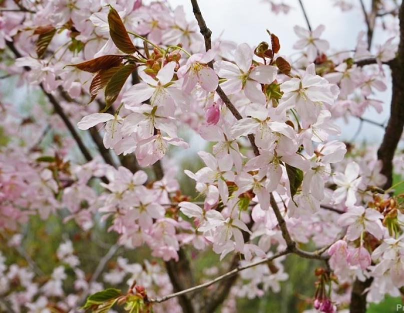 Когда цвести сакура ботаническом саду. Цветение сакуры в Японии: гид по паркам и регионам