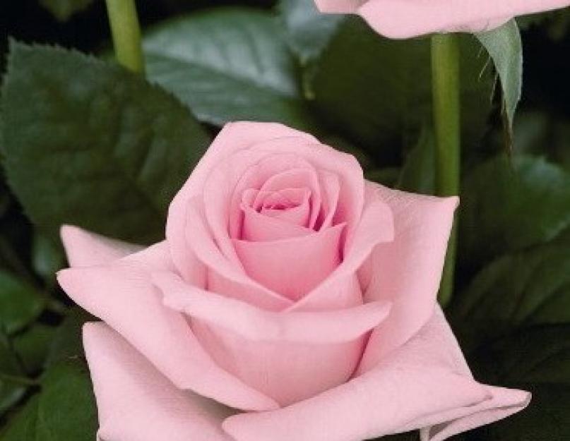 Посадка роз весной. Розы чайно-гибридные: описание сортов, посадка и уход, обрезка, фото