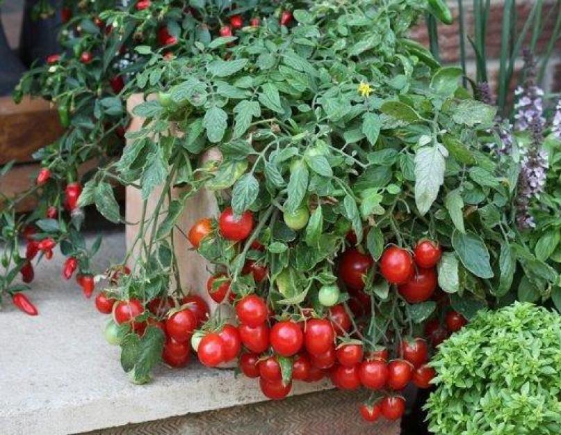 Черри урожайность. Как выращивать помидоры «Черри» в домашних условиях на подоконнике