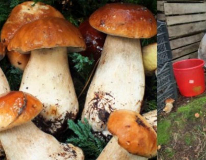 Разведение белых грибов на дачном участке. Как вырастить лесные грибы на даче? Пересадка грибов из леса
