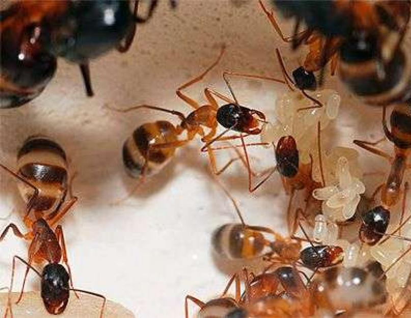 Как избавиться от муравьев на участке. Как избавиться от муравьев на участке навсегда