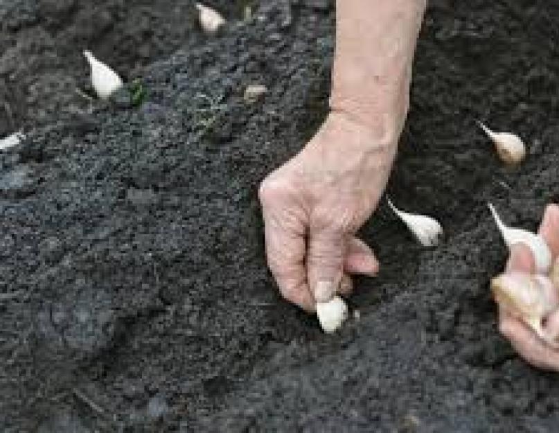 Выращивание чеснока. Чеснок: посадка и уход в открытом грунте, уборка и хранение