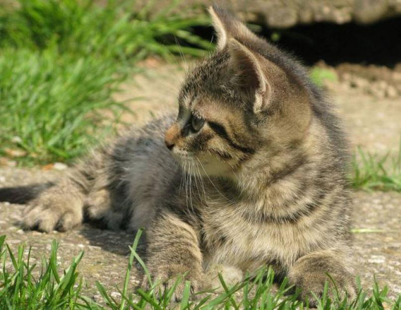 Блохи у котёнка: как избавиться от паразитов и не навредить питомцу. Как защитить котёнка от блох: профилактика и лечение Как убрать блох у новорожденных котят