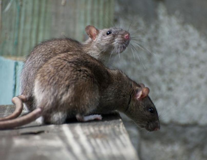 Как избавиться от крыс частном дворе. Крысы во дворе бегут в разные стороны