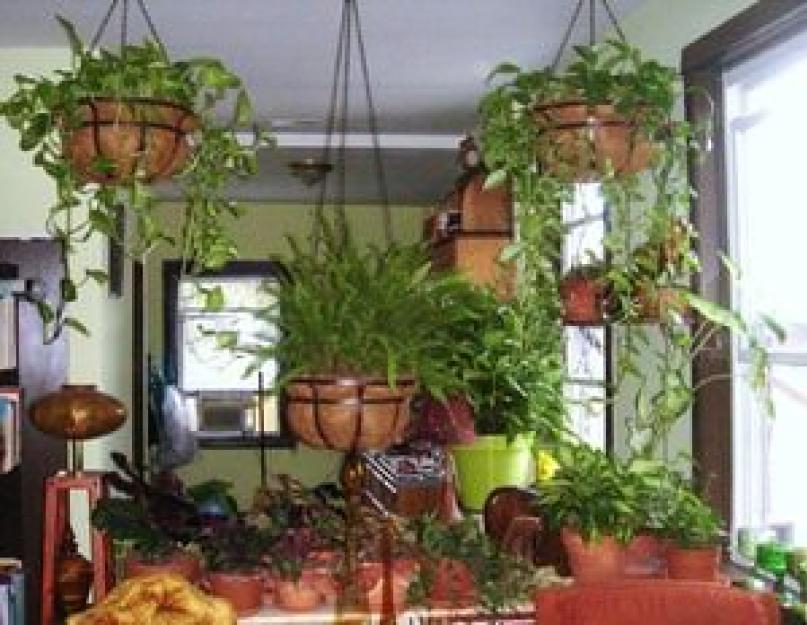 Комнатное растение мужегон как выглядит. Основные правила ухода за комнатным растением сциндапсусом (цветком мужегоном) в домашних условиях