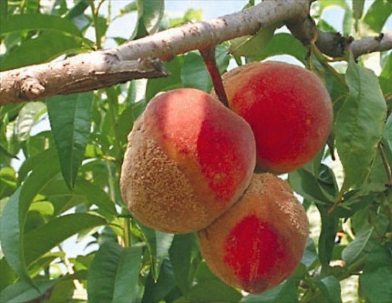 В каком месяце зацветает персик. Персиковое дерево: описание, посадка, уход за деревом