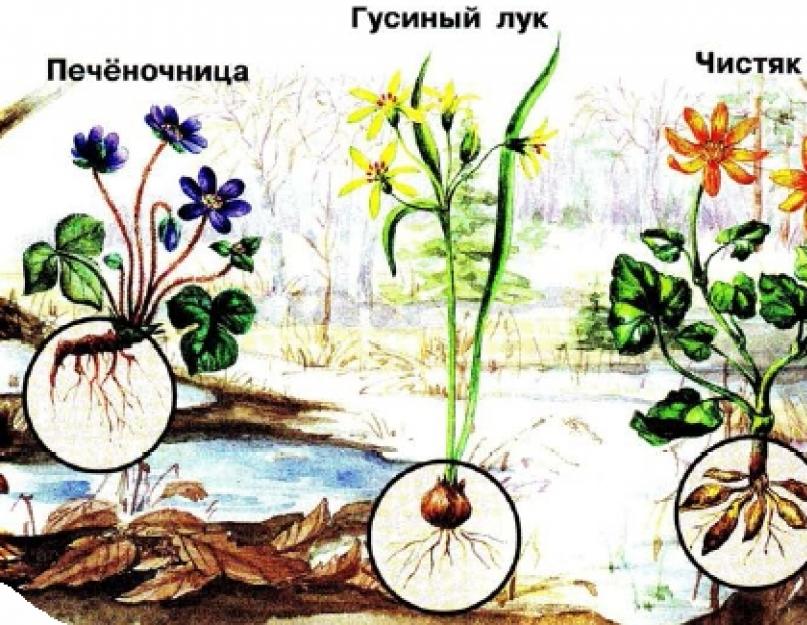 Первые цветы весны. Какие растения встречают весну первыми? Урок окружающего мира «Весеннее пробуждение растений