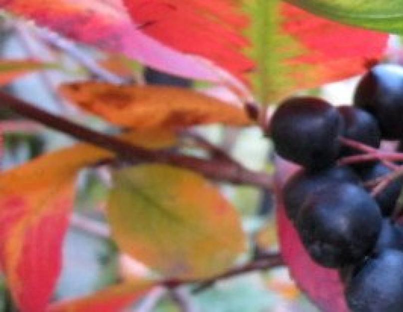 Советы по выращиванию черноплодной рябины, все о посадке и уходе. Обрезка черноплодной рябины осенью – правила проведения