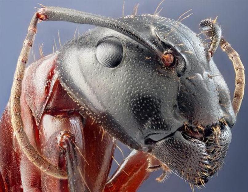 Сила муравья в сравнении с человеком. Муравей самый сильный в природе