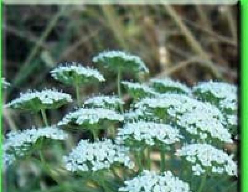 Плоды амми большой. Амми большая - Ammi majus