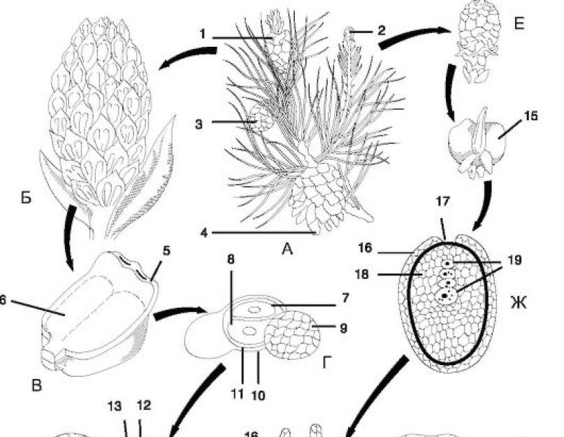 Мужской гаметофит голосеменных. Строение пыльцевого зерна сосны обыкновенной. Жизненный цикл сосны микроспорогенез. Пыльцевое зерно сосны цикл развития. Строение пыльцы голосеменных.