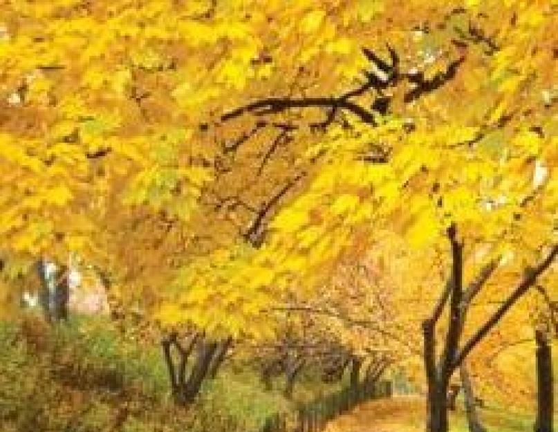 Почему опадают листья с деревьев осенью? Читаем вместе с детьми. Почему осенью желтеют и опадают листья
