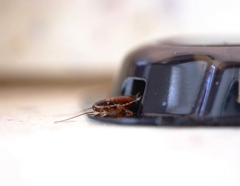 Как быстро потравить тараканов в квартире. Тараканы - как от них избавиться в квартире навсегда