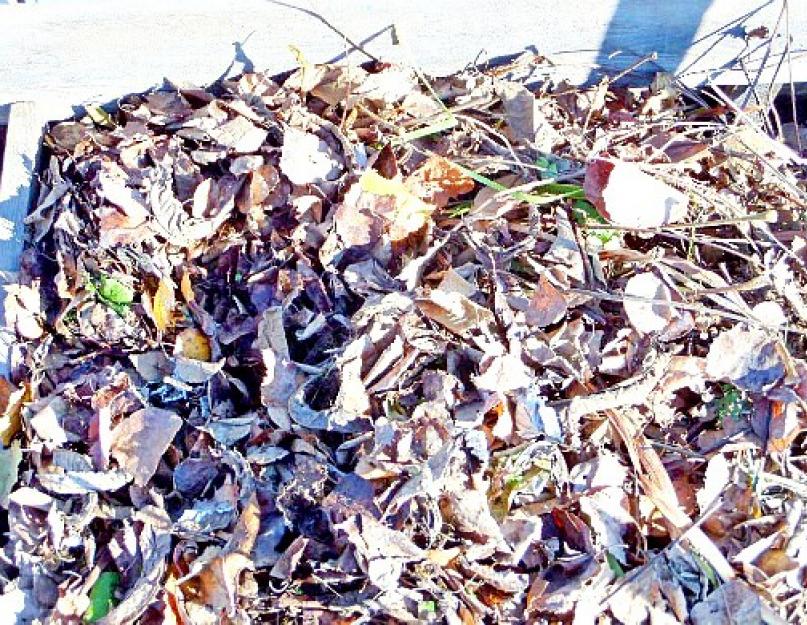 Листья как удобрение для почвы – как использовать. Опавшие листья как удобрение