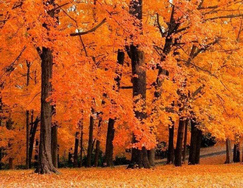 Вы задумывались об удивительном изменении цвета листьев. Исследовательская деятельность «Почему осенью листья желтеют и опадают? Листья, какой группы деревьев осенью краснеют