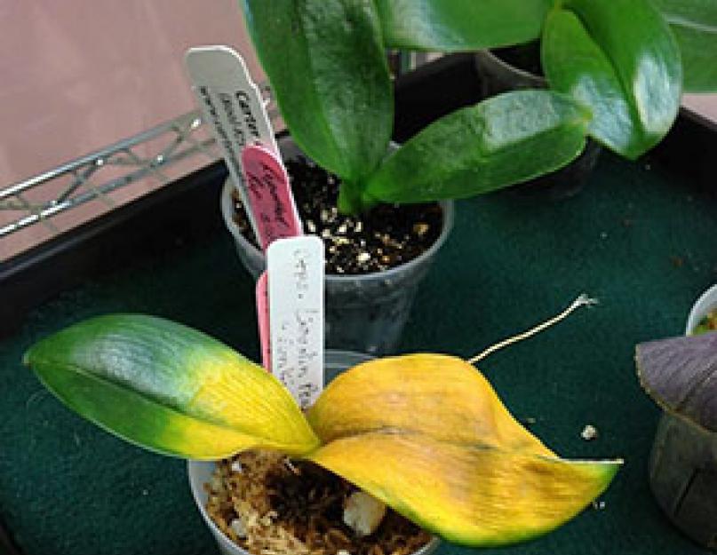 Желтеют листья орхидеи Фаленопсис: причины и следствия. Почему желтеют листья у орхидеи фаленопсис