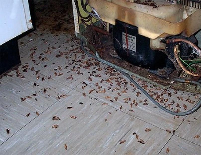 Что будет если все тараканы вымрут. Исчезновение тараканов – предвестник экономического кризиса? Современные строительные материалы