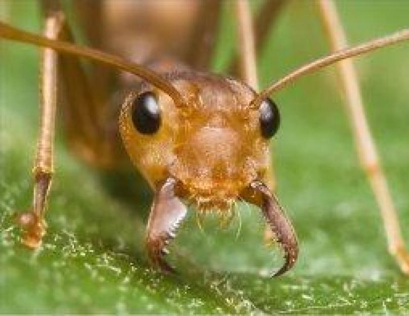 Верхняя челюсть муравья 5. Учёные открыли новый механизм работы муравьиных челюстей