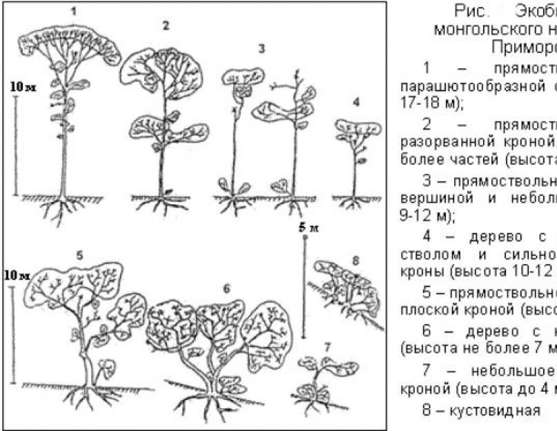 Презентация 6 кл жизненные формы растений. Презентация на тему: Жизненные формы растений (экобиоморфы)
