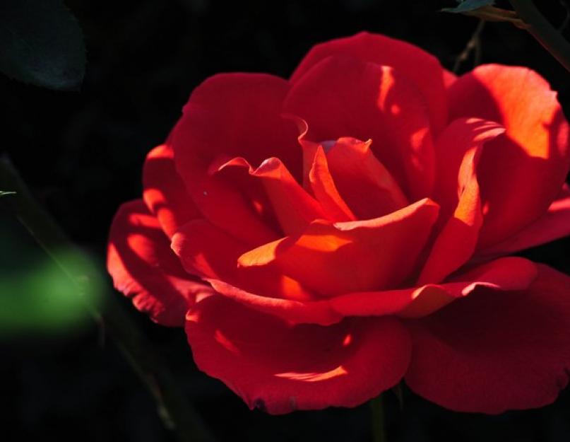 Красная роза символ любви желтая роза. Символика цветов: что означает цвет розы