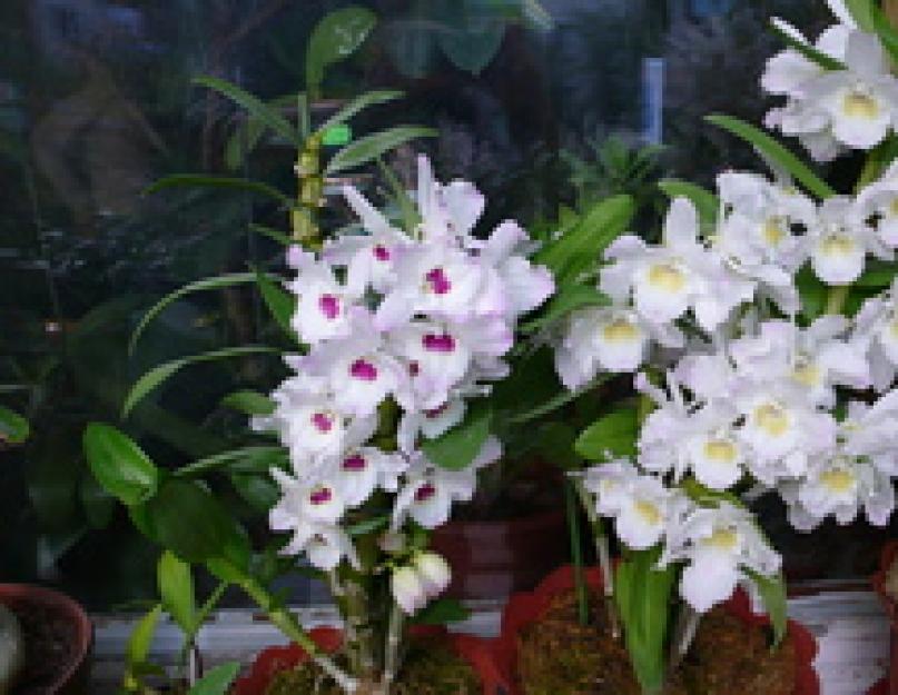 Как поливать дендробиум во время цветения. Качественный уход за орхидеей дендробиум после цветения в домашних условиях