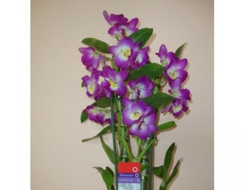 Домашний цветок дендробиум. Купить орхидеи в Киеве