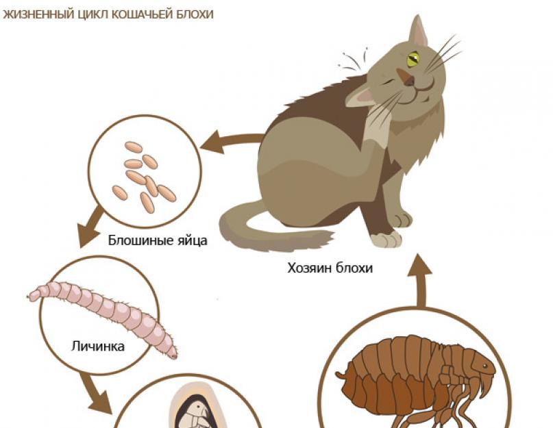 Чем обработать месячных котят от блох. Как избавить котенка от блох: советы по лечению и профилактике