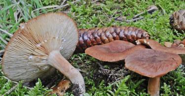 Горькушка – описание гриба, фото и видео Горькушка ложная