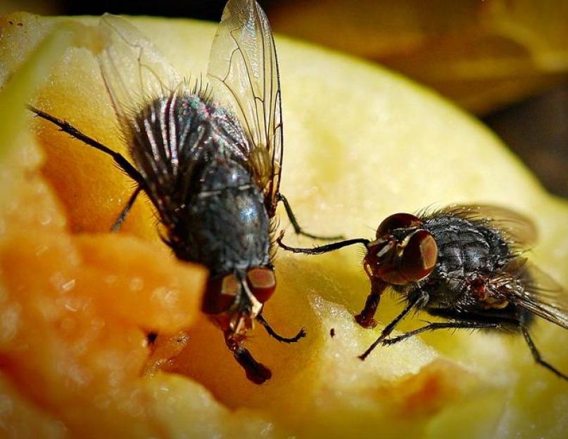 Как избавиться от мух народным способом. Появились мухи в доме? Лучшие способы борьбы с мухами дома