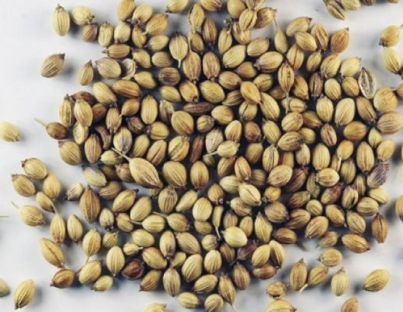 Как вырастить кинзу из семян. Выращивание кориандра из семян – простое дело для вкуса и пользы