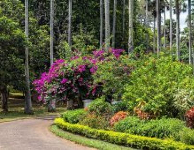 Королевские сады кью лондон. Перадения — королевский ботанический сад в Шри-Ланке