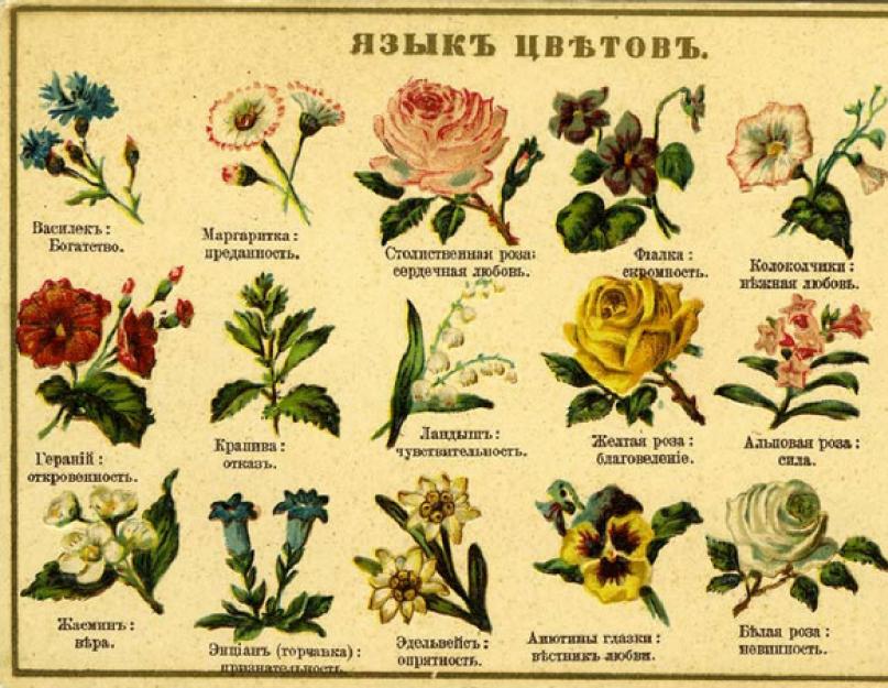 Белые пионы язык цветов. Значение цветов