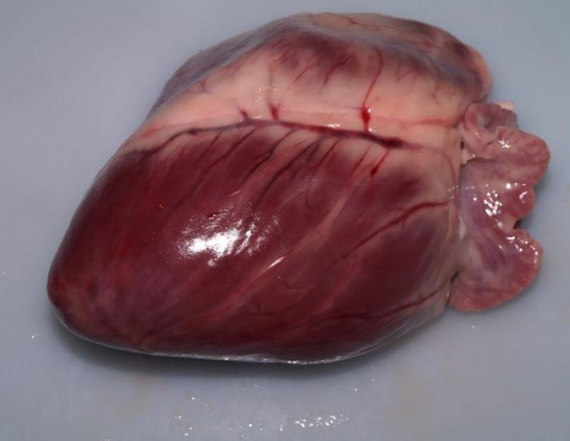 Как варить свиное сердце; как приготовить свиное сердце? Сколько варить свиное сердце до готовности: способы и советы. 