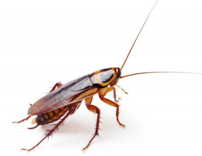 Могут ли тараканы залезть. Если таракан оказался в ухе — признаки присутствия