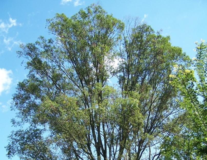 Вяз мелколистный приземистый. Яркий пример адаптации — дерево вяз
