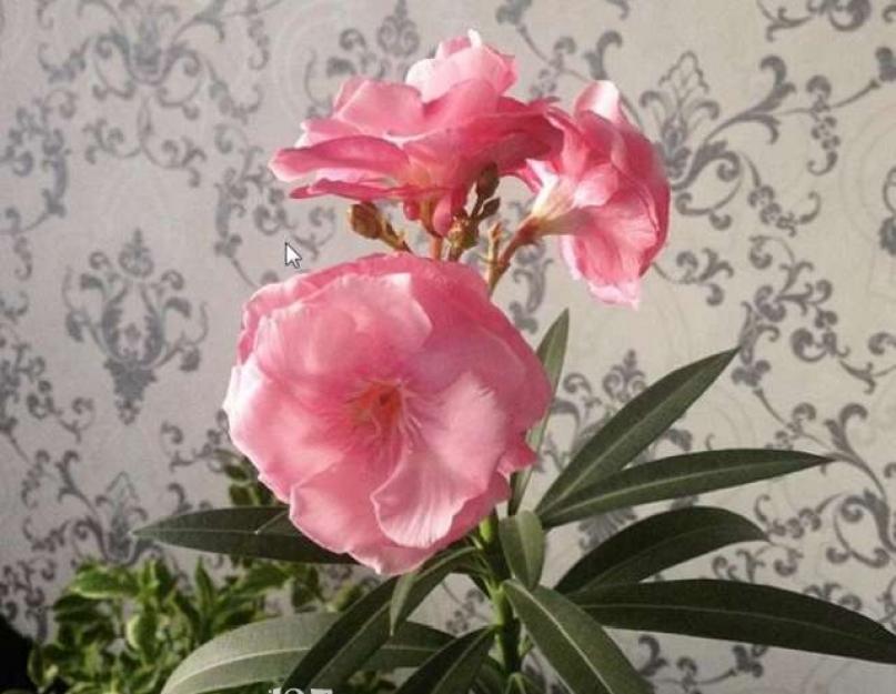 Комнатный цветок олеандр. Олеандр комнатный размножение и уход в домашних условиях