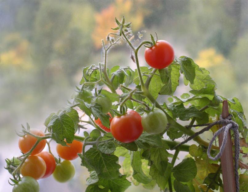 Как выращивать помидоры в домашних условиях. Выращивание помидоров в домашних условиях – мини-огород на окне
